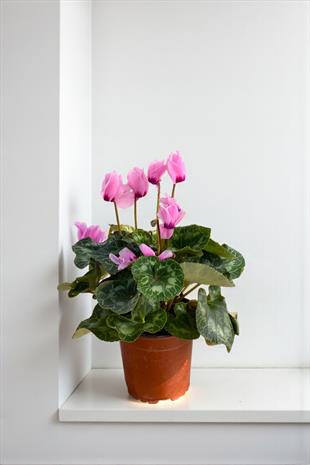 Pembe Siklamen (Cyclamen) Sıklamen Çiçeği 