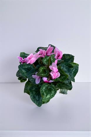 Pembe Siklamen (Cyclamen) Sıklamen Çiçeği 