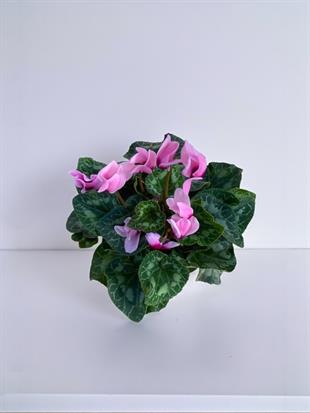 Pembe Siklamen (Cyclamen) Sıklamen Çiçeği 