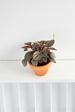 Peperomia Caperata (Zümrüt Dalgası) Çap 12.5