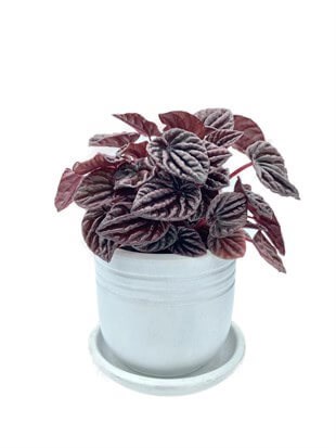 Peperomia Caperata (Zümrüt Dalgası) Schumi Red Çap 12.5 cm