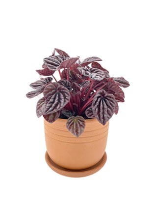 Peperomia Caperata (Zümrüt Dalgası) Schumi Red Çap 12.5 cm