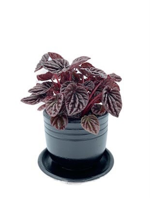 Peperomia Caperata (Zümrüt Dalgası) Schumi Red Çap 12.5 cm