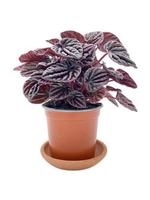 Peperomia Caperata (Zümrüt Dalgası) Schumi Red Çap 12.5 cm