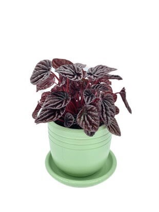 Peperomia Caperata (Zümrüt Dalgası) Schumi Red Çap 12.5 cm