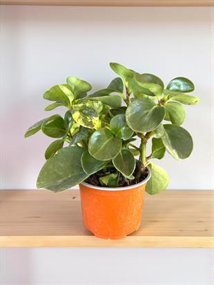 Peperomia Obtusifolia- Zümrüt Dalgası