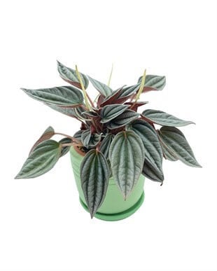 Peperomia Caperata (Zümrüt Dalgası) Çap 12.5