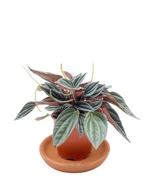 Peperomia Caperata (Zümrüt Dalgası) Çap 12.5