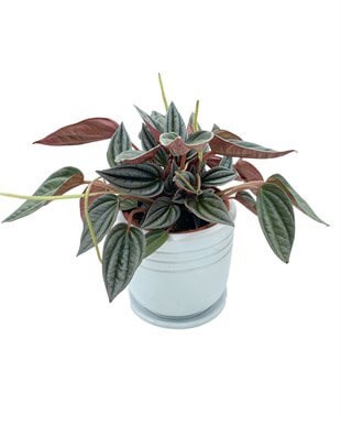 Peperomia Caperata (Zümrüt Dalgası) Çap 12.5