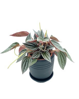 Peperomia Caperata (Zümrüt Dalgası) Çap 12.5