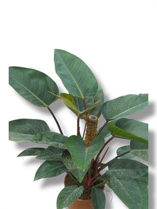 Philodendron Rojo Congo 80-100 cm