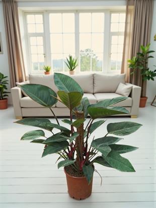Philodendron Rojo Congo 80-100 cm