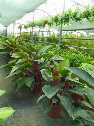 Philodendron Rojo Congo 80-100 cm