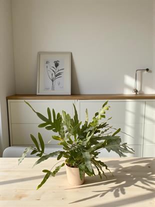 Phlebodium Blue Star – Mavi Orman Eğreltisi