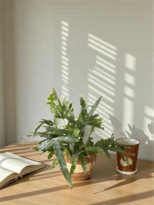 Phlebodium Blue Star – Mavi Orman Eğreltisi