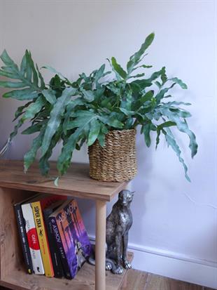 Phlebodium Blue Star – Mavi Orman Eğreltisi