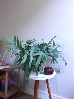 Phlebodium Blue Star – Mavi Orman Eğreltisi