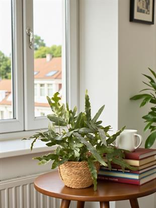 Phlebodium Blue Star – Mavi Orman Eğreltisi