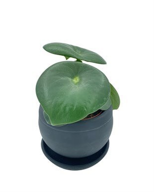 Peperomia Polybotrya (Çin Para Bitkisi) Yağmur Damlası Çap 12.5