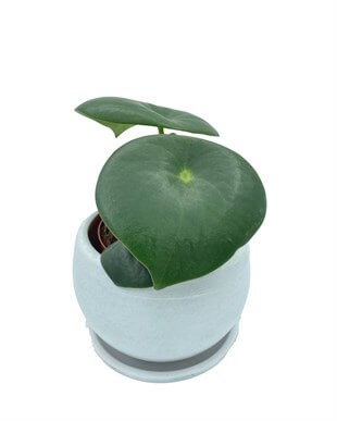 Peperomia Polybotrya (Çin Para Bitkisi) Yağmur Damlası Çap 12.5