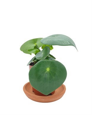 Peperomia Polybotrya (Çin Para Bitkisi) Yağmur Damlası Çap 12.5