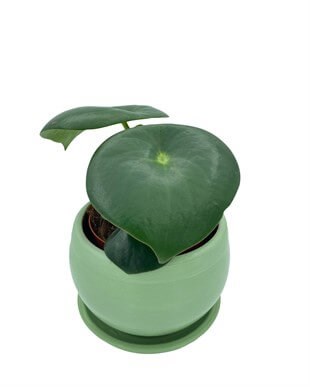 Peperomia Polybotrya (Çin Para Bitkisi) Yağmur Damlası Çap 12.5