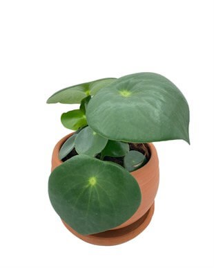 Peperomia Polybotrya (Çin Para Bitkisi) Yağmur Damlası Çap 12.5