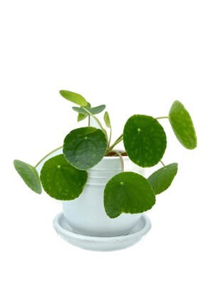 Pilea Peperomioides Çin Para Bitkisi Büyük Boy XL