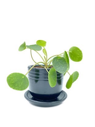 Pilea Peperomioides Çin Para Bitkisi Büyük Boy XL