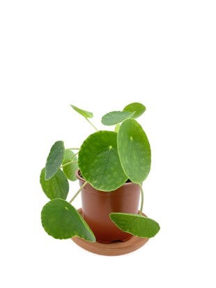 Pilea Peperomioides Çin Para Bitkisi Büyük Boy XL