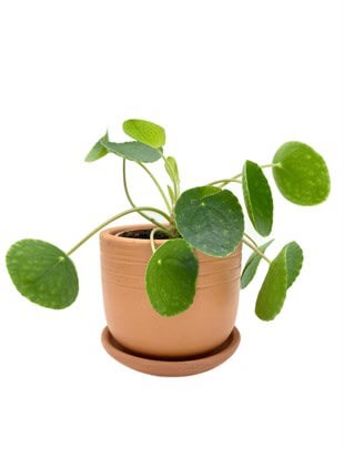 Pilea Peperomioides Çin Para Bitkisi Büyük Boy XL