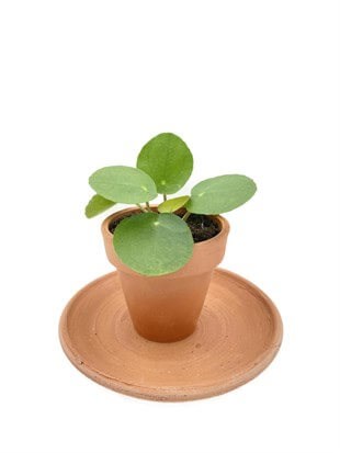 Pilea Peperomioides Çin Para Bitkisi Çap 5.5cm