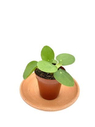 Pilea Peperomioides Çin Para Bitkisi Çap 5.5cm