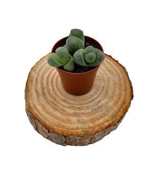 Pleiospilos Nelii (Taş Kaktüs)