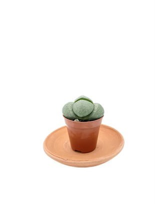 Pleiospilos Nelii Taş Kaktüs