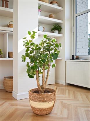 Polyscias Fabian Branch (Alacalı Aralia) – Odunsu Gövdeli Özel Tür