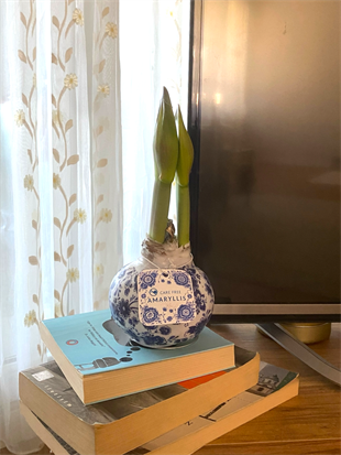 Premium Amaryllis Çiçeği–Mum Kaplama Sulama Gerektirmez