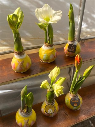 Premium Amaryllis Çiçeği–Mum Kaplama Sulama Gerektirmez