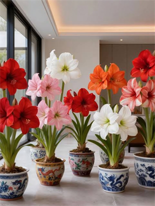 Premium Amaryllis Çiçeği–Mum Kaplama Sulama Gerektirmez