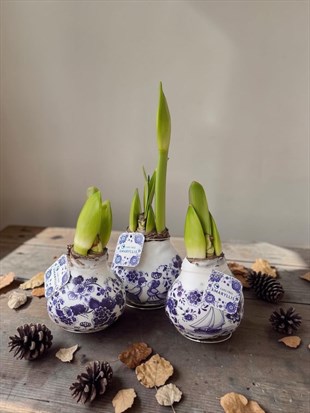 Premium Amaryllis Çiçeği–Mum Kaplama Sulama Gerektirmez