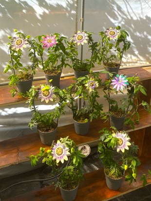 Premium Passiflora Çarkıfelek Çiçeği-Egzotik Rüya