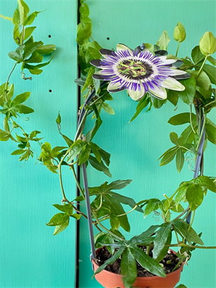 Premium Passiflora Çarkıfelek Çiçeği-Egzotik Rüya