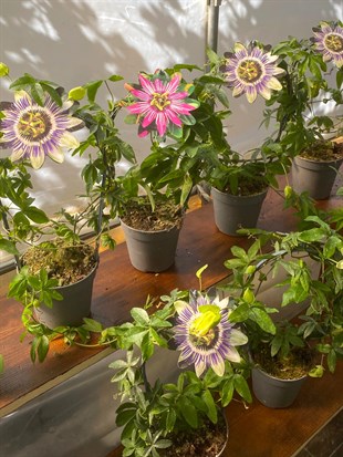 Premium Passiflora Çarkıfelek Çiçeği-Egzotik Rüya