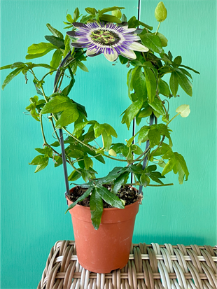 Premium Passiflora Çarkıfelek Çiçeği-Egzotik Rüya