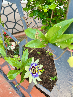 Premium Passiflora Çarkıfelek Çiçeği-Egzotik Rüya