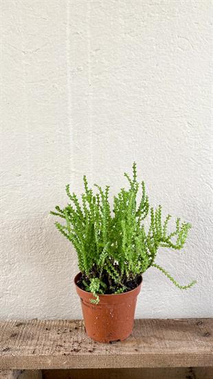 Prenses Çamı 8.5 Crassula Muscosa Suculent