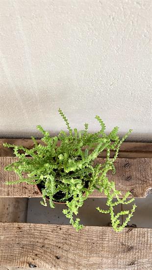 Prenses Çamı 8.5 Crassula Muscosa Suculent