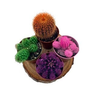 Renkli Kaktüs Mix 3lü Set