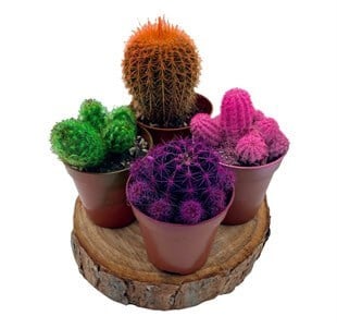 Renkli Kaktüs Mix 3lü Set