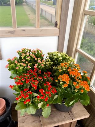 Renkli Kalanşo Seti – 3 Büyük Saksı Kalanchoe Emel Hanım Çiçeği (İthal)